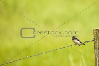 A Barn-swallow perched on a barbed wire fence
