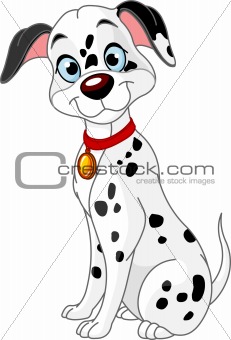 Cute dalmatic dog