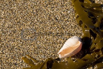 Seaweed and shell