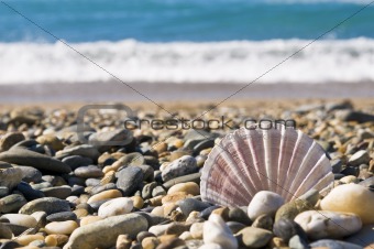 Shell and small stones