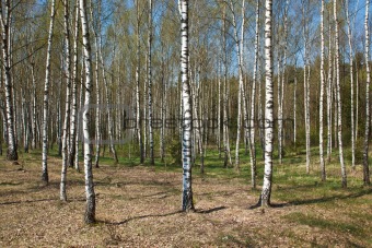 Birch grove