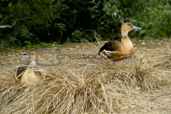 A Pair of Whistling Ducks