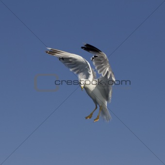 Seagull flying through the blue sky, aiming his food