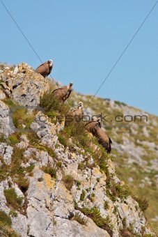 Vultures on the rocks