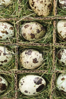 Speckled eggs.