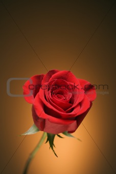 Red rose on gold.