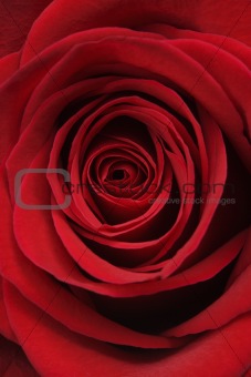 Cose-up of red rose.