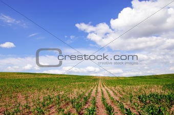 belorussian corn field
