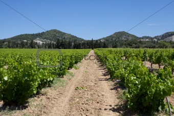 Rows of Vines 