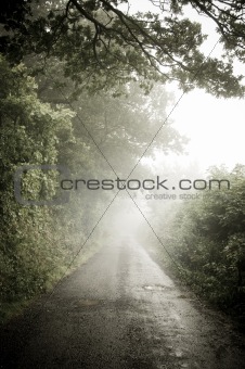 Misty Country Lane
