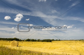 amazing golden hay bales on sunny day
