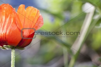 Orange opium poppy flower
