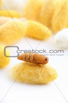 chrysalis silkworm on silk worm cocoon