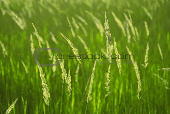 Background of spikelets