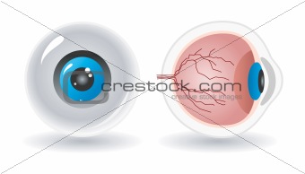 vector anatomy of human eye