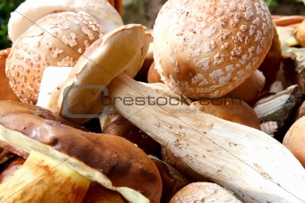 detail of fresh autumn mushroom