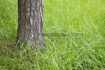 Trunk of a fur-tree in grass