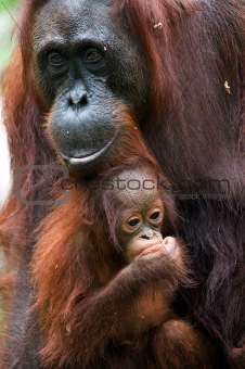The orangutan with a cub