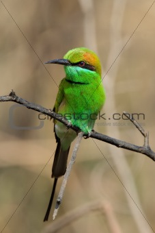 The Green Bee-eater.