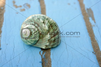 blue wooden beach floor green sea shell