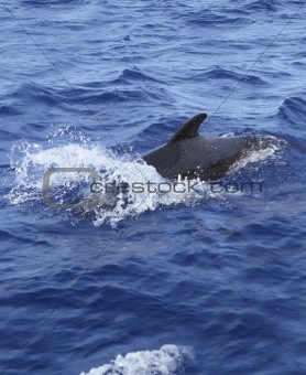 pilot whale free in open sea blue mediterranean
