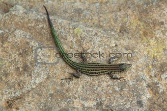 formentera lizard Podarcis pityusensis formenterae