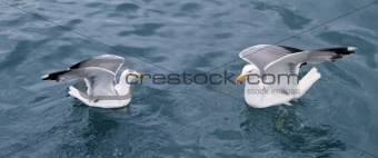 active sea gulls seagulls over blue sea ocean