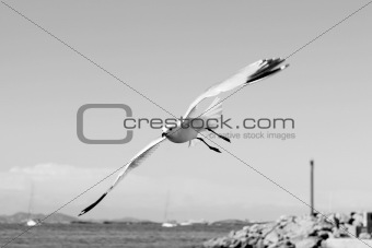 flying seagulls on Formentera port summer