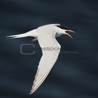 FlyingTern.