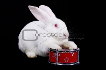Rabbit the white  fluffy plays on a drum