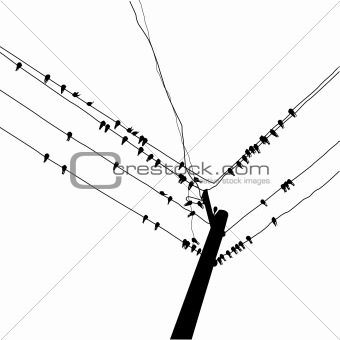 vector silhouette swallow reposing on electric wire