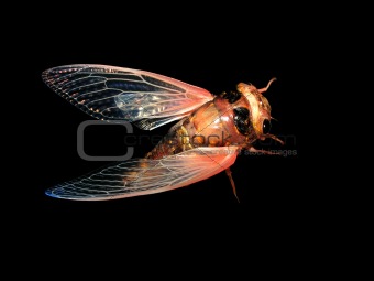 insect cicada eclosion