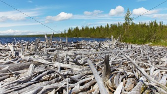 Dead wood on shore of Lake