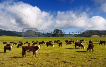 New Zealand Cows