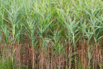 Saltmarsh Cordgrass