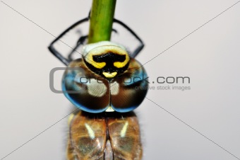 Blue-Eyed Hawker (Aeshna affinis) face