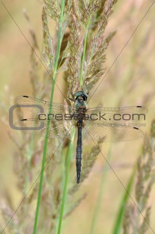 Downy Emerald (Cordulia aenea) dragonfly
