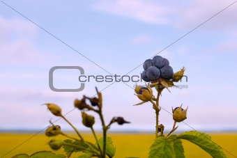 Bluish blackberries berries