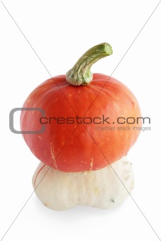 Hybrid pumpkin 