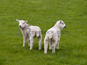 So Cute lambs
