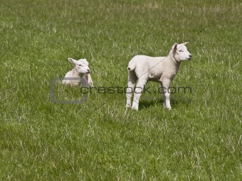 Very Cute Lambs