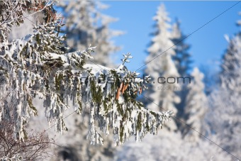 Pine cones on the branch covered with fluffy snow