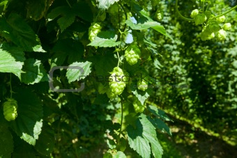 detail of a hop plant with fruits