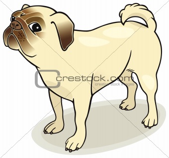 Dog breeds: Pug