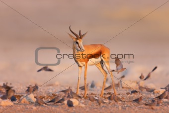 Springbok between swarm of doves