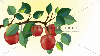 red delicious apple branch vector