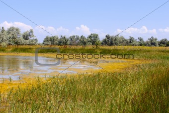 Salt marsh covered with water plants (I)