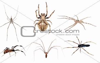 spider set collection
