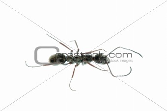 insect ant macro isolated 