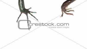 blue tail skink lizard claw 